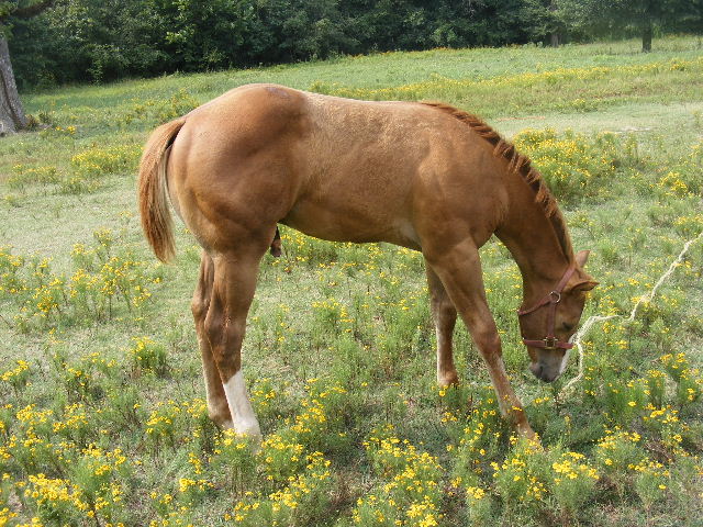 2008_0725kidicon7310026.jpg